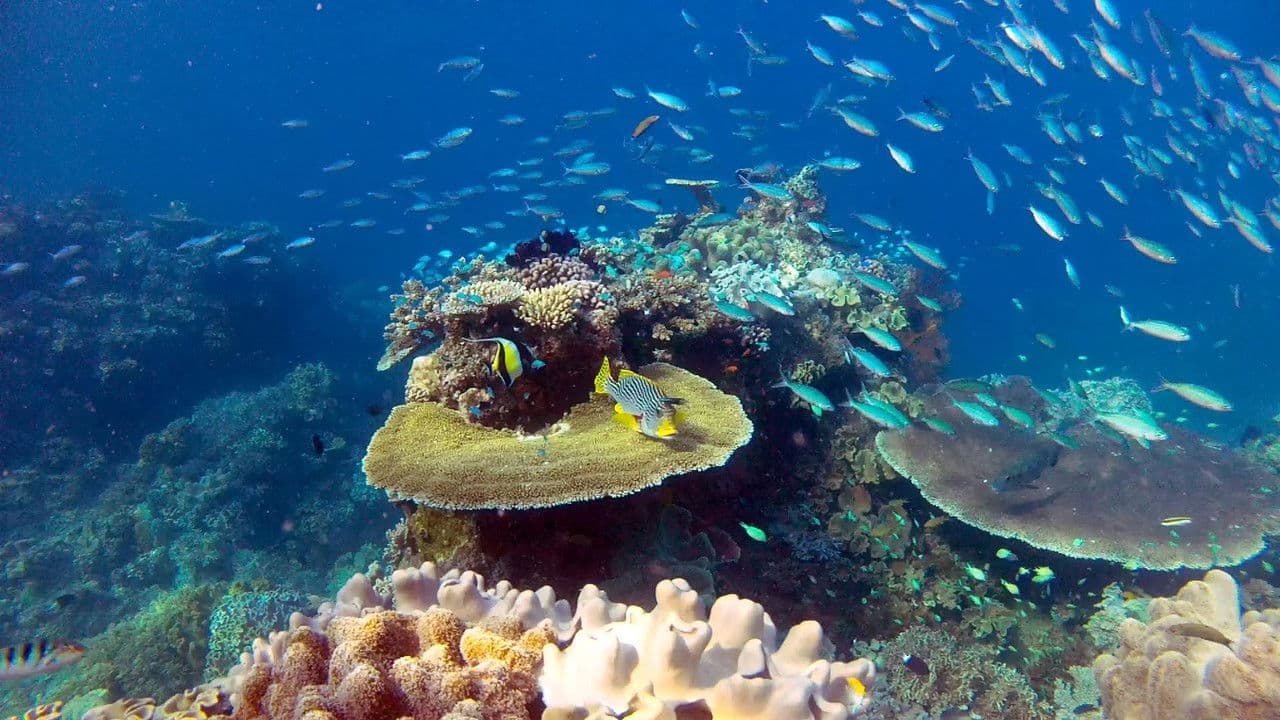Great Barrier Reef with David Attenborough